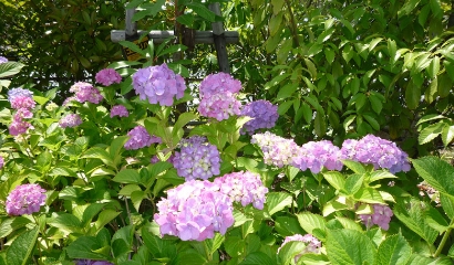 Biotope landscape